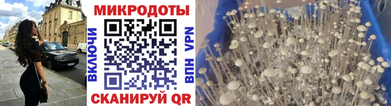 наркотики  Дубовка  Галлюциногенные грибы Cubensis 
